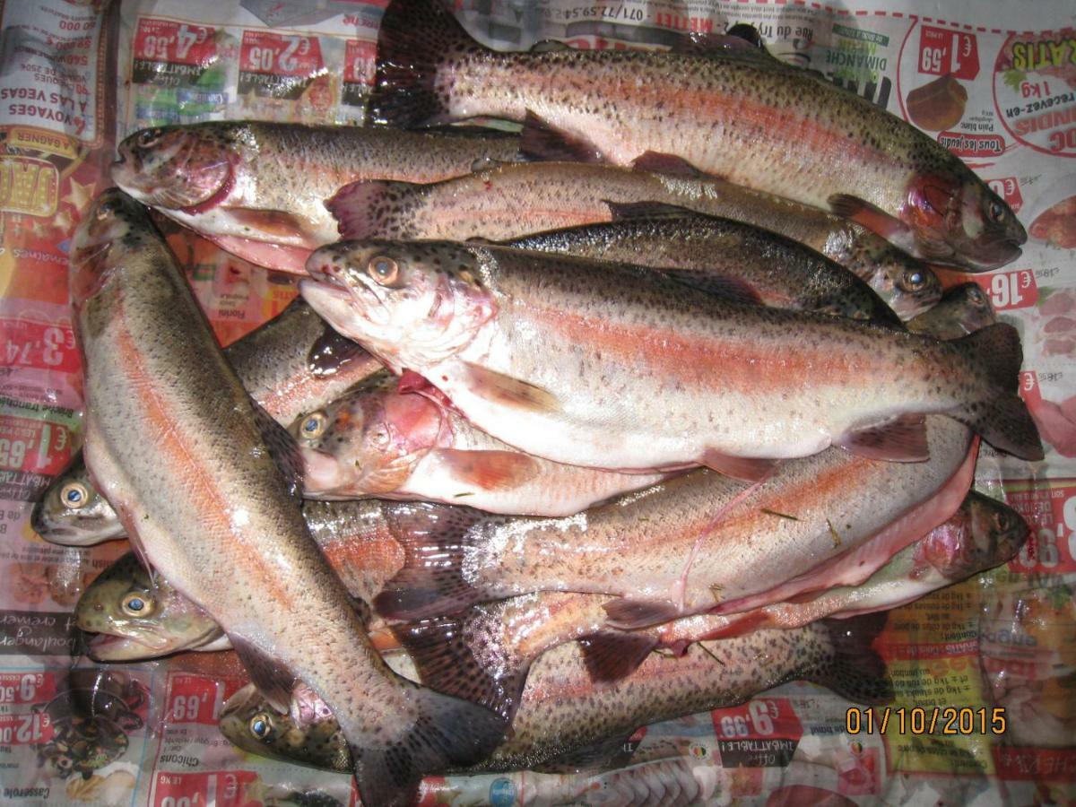 Florennes Gite Neuf 150 M2 Devant Un Grand Lac Prive De 2 Hectares Poissonneux Au Milieu Des Bois المظهر الخارجي الصورة
